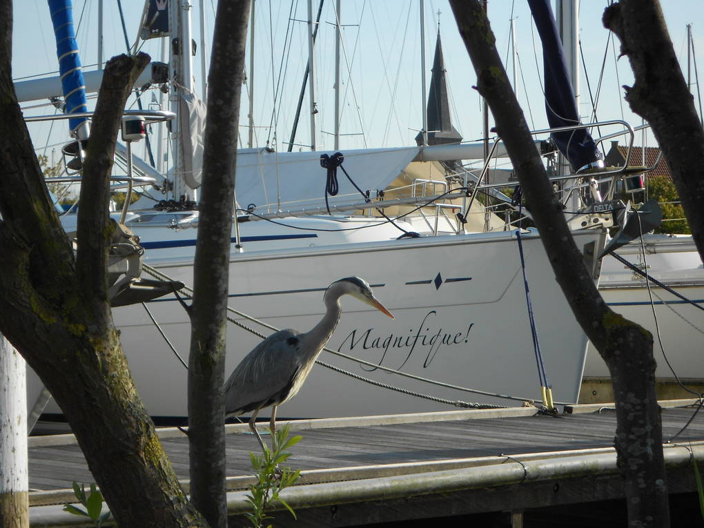 Marrekrite aanlegplaatsen Friesland