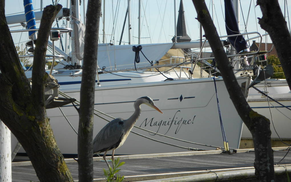 Marrekrite aanlegplaatsen Friesland